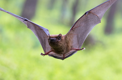 chauve-souris-02
