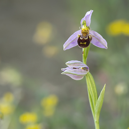 orchidee-02